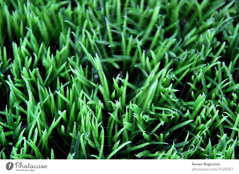 Grass grass green plant flora season fiel nature background floral spring beauty summer garden color closeup