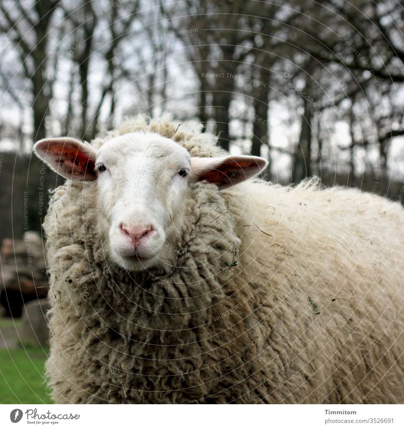 The sheep looks critically into the camera Sheep Animal Nature Exterior shot Wool Animal portrait Looking into the camera Forest