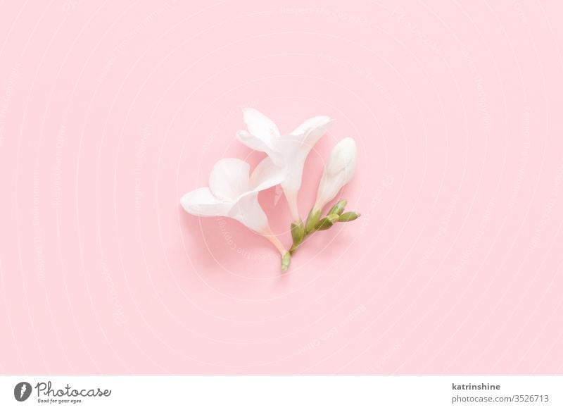 White fresia flower on a light pink  background white spring romantic pastel flat lay composition roses top view above concept creative day decoration design