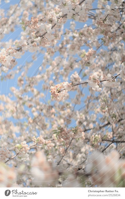 Spring blossom in Berlin government quarter Blue sky Federal Republic of Germany ChristopherRatter Light City Bright City trip Vacation & Travel Day Sky bleed