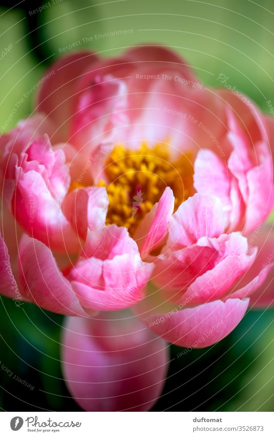 Close-up of a peony, lush pink Peony Nature peonies Pentecost flowers Balcony Plant Growth Summer Beauty & Beauty Macro (Extreme close-up) bleed Blossoming