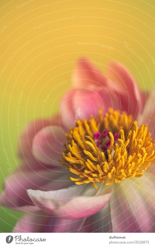 Close up of a peony, open flower Peony Nature peonies Pentecost flowers Balcony pink Plant Growth Summer Beauty & Beauty Macro (Extreme close-up) bleed