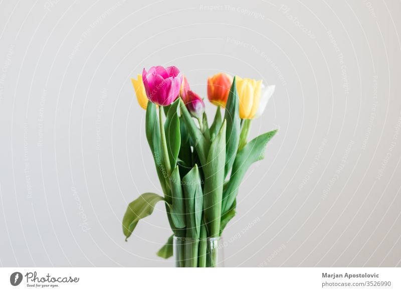 Beautiful multicolored tulips in a vase on white background arrangement banquet beautiful beauty bloom blooming blossom bouquet bulbous bunch colorful copy