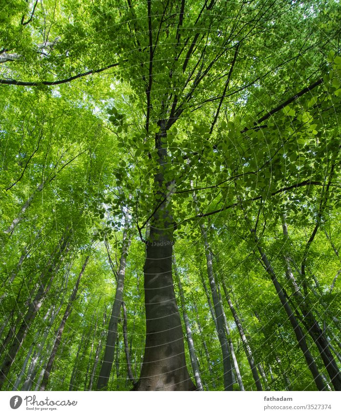 Beautiful beech forest detail spring outdoor nature reserve beech tree forest floor green forest tranquil wild scene lush morning plant summer day background