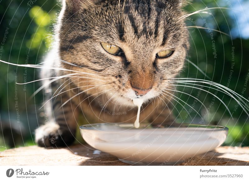 Close-up of a tabby cat drinking milk outdoors Cat pets Outdoors Nature Botany green sunny Sunlight Summer spring mixed breed cat Pelt feline Milk Drinking