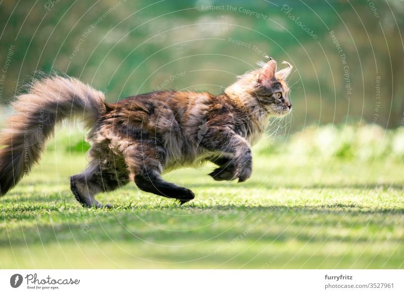 Side view of a young playful Maine Coon cat running through the garden Cat pets Outdoors Nature Botany green Lawn Meadow Grass sunny Sunlight Summer spring