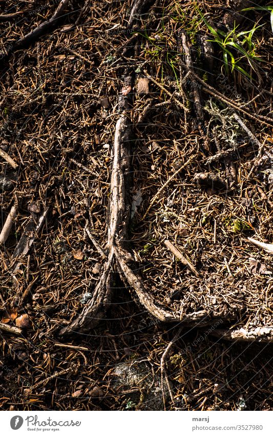 root vegetables Root forest soils spruce needles Stumbling block Bird's-eye view Brown Authentic Muddled Nature natural Plant Growth Ground