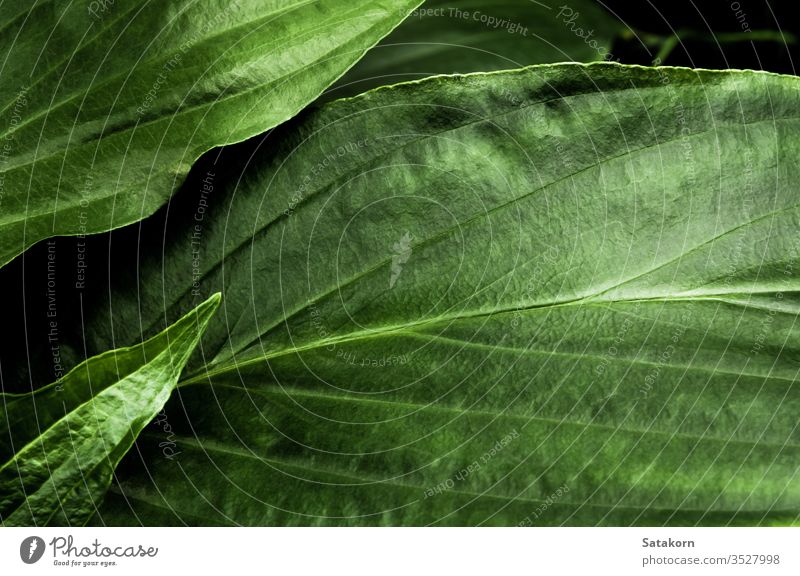 Freshness tropical leaves surface in dark tone as rife forest background green leaf nature pattern plant floral freshness fertile bountiful plantation delicate