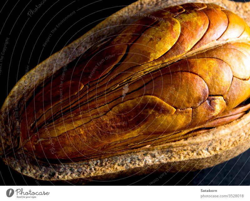 Pods and seeds of Mahogany on black background mahogany pod dried nature brown wood closeup plant tree food white healthy natural rustic organic wooden