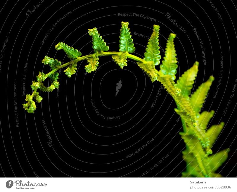 Freshness Fern leaf on black background fern green fresh isolated nature plant dark closeup light bright vivid life tropical rainforest foliage biology