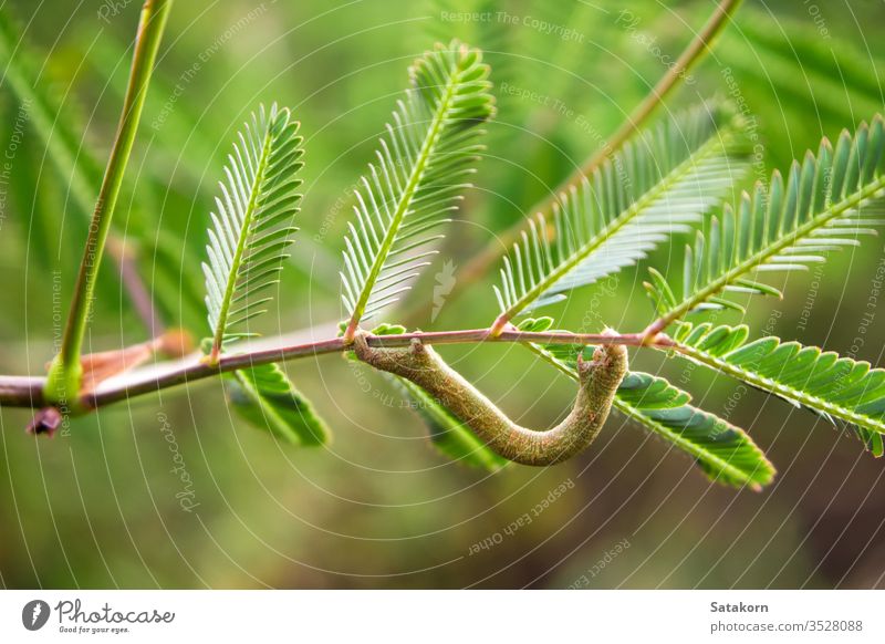 Brown chrysalid on the branche of mimosa pudica worm brown green leaf animal insect pest caterpillar nature background color food close up light macro life