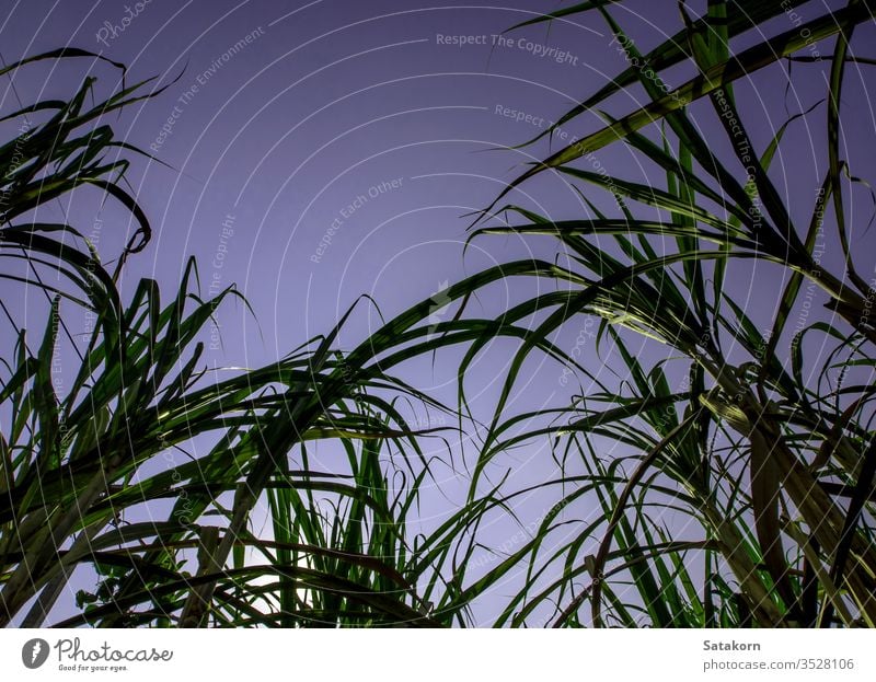 Blade of sugarcane in wind in farm farmland blade green agriculture leaves cultivate leaf sky plant season color background natural outdoor farming straw