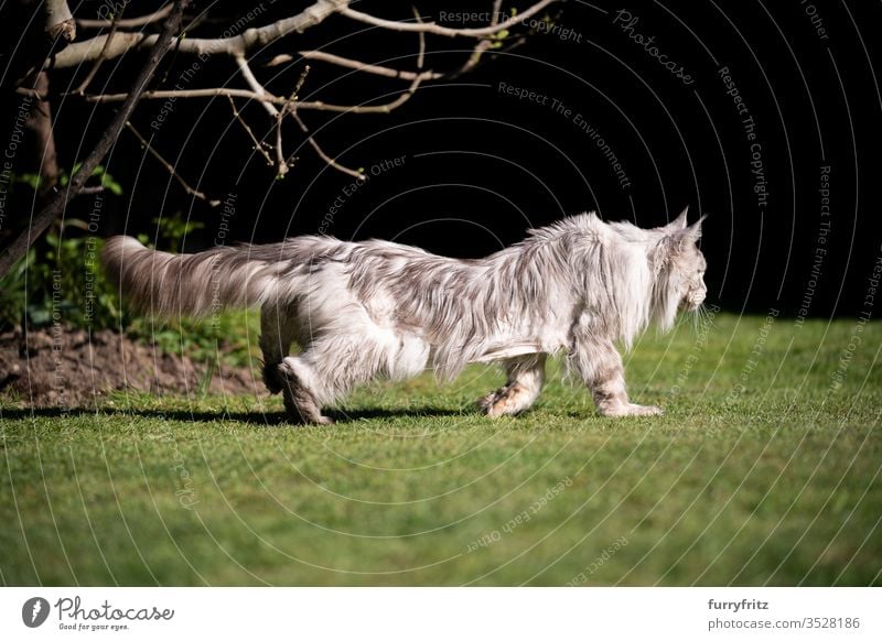 Side view of a 10 year old Maine Coon cat with back problems or pain (scoliosis) Cat pets Outdoors Nature Botany green Lawn Meadow Grass sunny Sunlight Summer