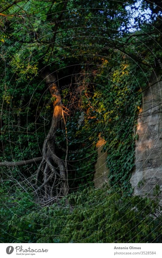 THE TREE ON THE WALL the wall tree green light Wall (barrier) shadow Colour photo tree light light tree green wall Vegetable vegetation