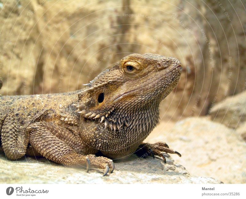 Cheer up! Reptiles Saurians Macro (Extreme close-up) Barn