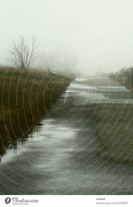 On a day in October Landscape Autumn Bad weather Fog Tree Bushes Bog Marsh Lanes & trails Dark Wet Gloomy Sadness Loneliness Fear of the future Distress Nature