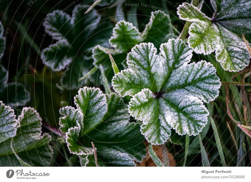 Green leafy plant with hoarfrost Planta Verde Escarcha Hielo Otoño Amaneciendo Naturaleza Frio Campo Hojas Blanco