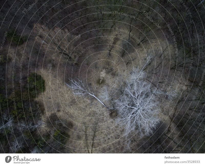 Aerial image of a forest tree aerial Aerial photograph Landscape nature Bird's-eye view Black & white photo dead tree Tree Forest dark mood Moody white tree