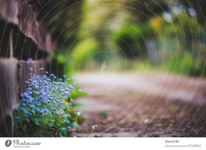 Flowers by the wayside - Forget-me-not flowers Lanes & trails Deep depth of field beautifully off Target Fence wax Blue Nature Street Summer spring Day Plant