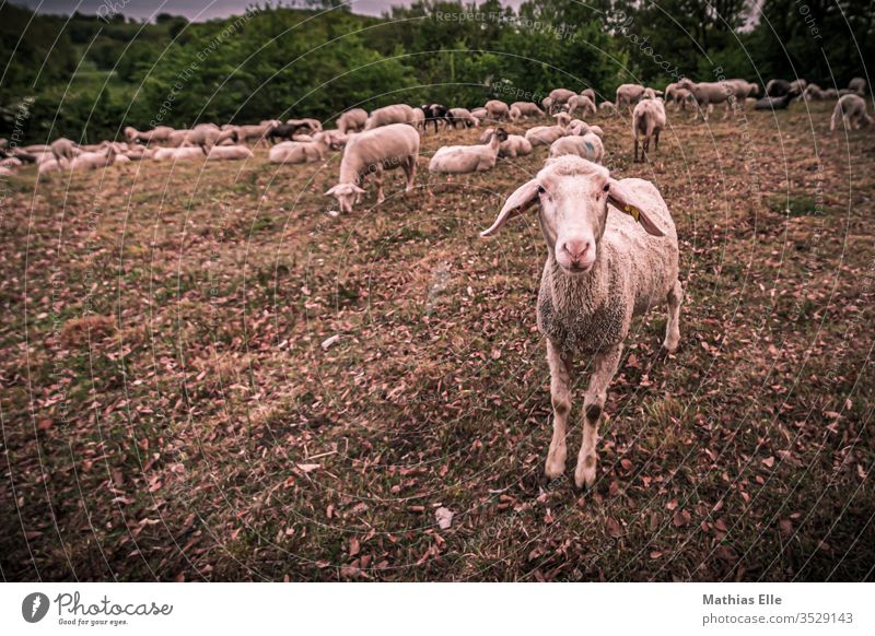 Schaherdef on pasture Muzzle Agriculture Attachment Mistrust Nature Contentment Safety Deep depth of field Animal portrait Shadow Safety (feeling of) green