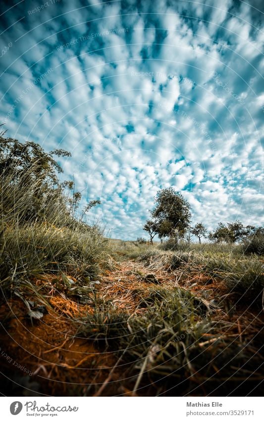 Trail on meadow Lanes & trails Sun Loneliness Footpath Sunbeam Mountain Colour Sky Trip Think Freedom Far-off places Emotions Landscape Nature Summer