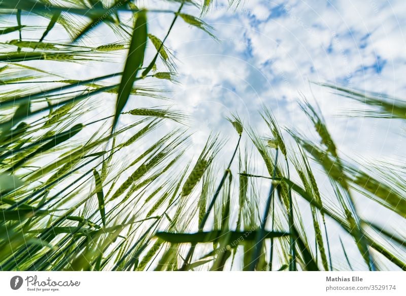 Young wheat plants grain Grain green Wheat Field Sky Blue Clouds Extend Nature Growth stedded Summer Nutrition Organic produce Vegetarian diet Cornfield