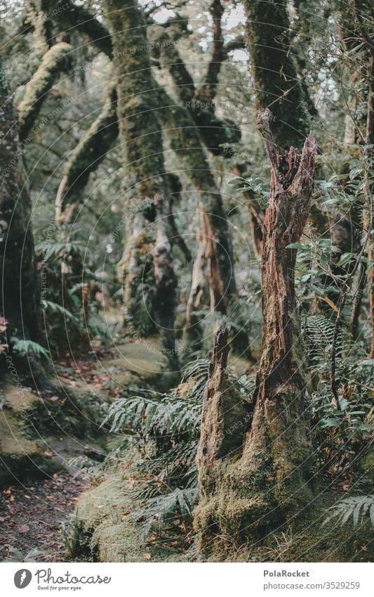 #As# forest road Forest forest soils Clearing Edge of the forest Forest walk Forest atmosphere tree huts green Nature Exterior shot Colour photo Landscape