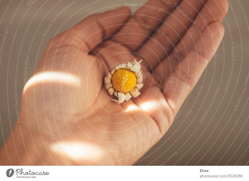 A person holding a dried-up daisy blossom marguerites blocked Faded cut bleed flowers Garden spring Exterior shot do gardening plants Part of the plant care