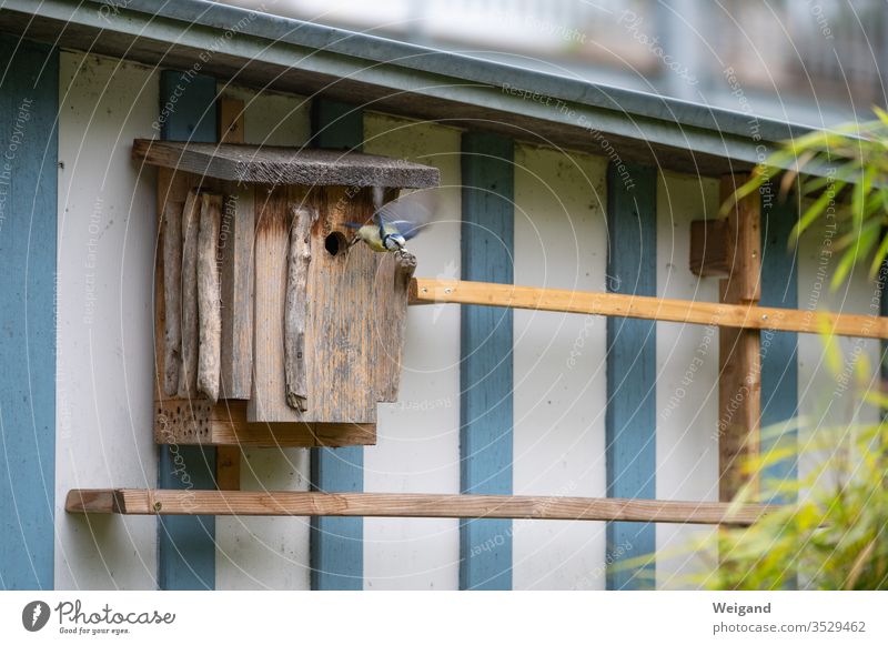 nesting box Nesting box Tit mouse spring Diligent Garden Idyll young generation Parents