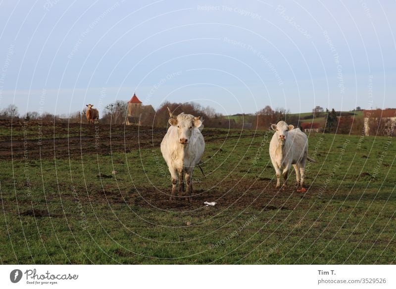 Uckermark cows Field Church location Exterior shot Deserted Colour photo Nature Landscape Day Environment Plant Animal Grass Meadow Copy Space top Horizon