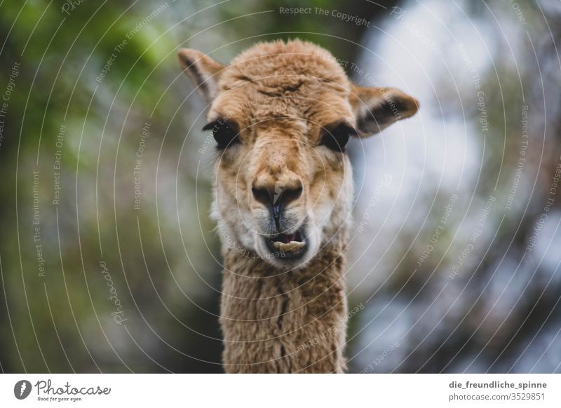 Funny Guanaco Alpaca guanaco Looking Goofy Teeth Chew Blur Animal Exterior shot Animal portrait Day Farm animal Looking into the camera Nature Animal face Llama