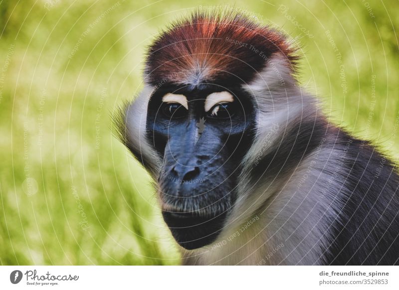 monkey eye Animal Exterior shot Wild animal Animal portrait Day Monkeys Africa Nose Face Pelt Zoo Nature Eyes Close-up Colour photo Animal face Looking Deserted