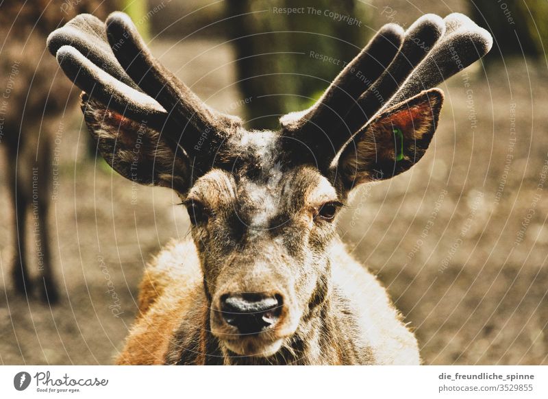 View Reindeer stag antlers Looking Animal Nature Exterior shot Deer Tourism Forest Landscape Mammal horns Wild animal world natural Grass Wilderness Buck Brown