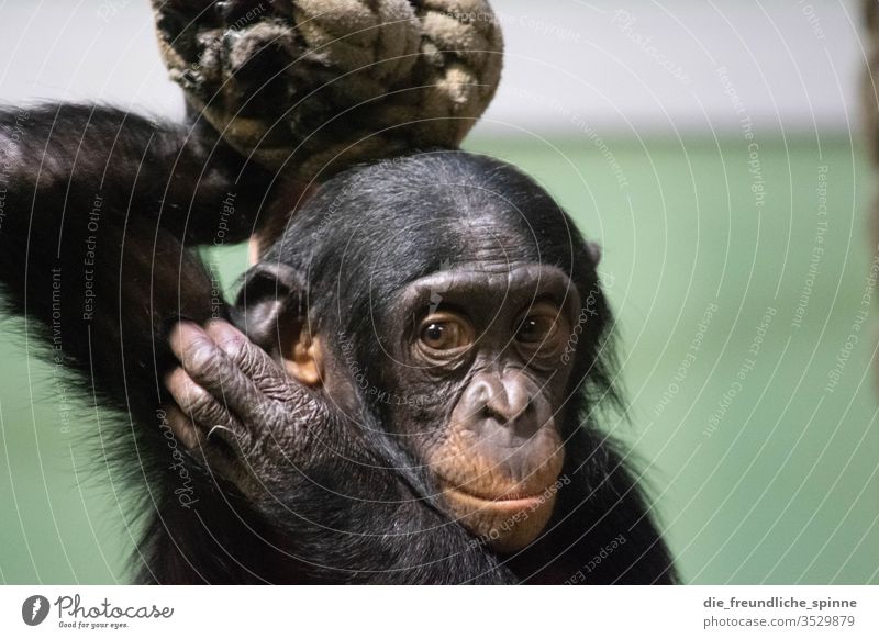 Eye to eye III Eyes Animal Wild animal Exterior shot Colour photo Animal portrait Zoo zoological gardens Nature Animal face Adventure Close-up monkey Chimpanzee