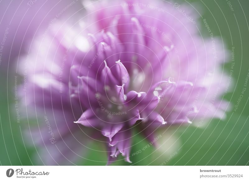 Chives Blossom bleed chive blossom Violet Shallow depth of field Agricultural crop Garden Close-up Colour photo Plant Nature Herbs and spices Blossoming Detail