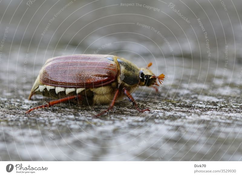 May bug in profile Beetle Animal Macro (Extreme close-up) Insect Colour photo Nature Close-up Exterior shot Animal portrait Brown Shallow depth of field Day 1