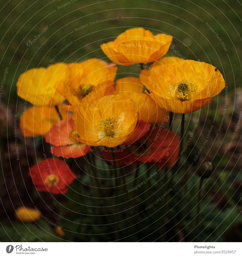 Yellow and orange poppies Poppy poppy flower Forest Meadow Nature Environment Field luminescent orange green flowers Plant Poppy blossom Exterior shot