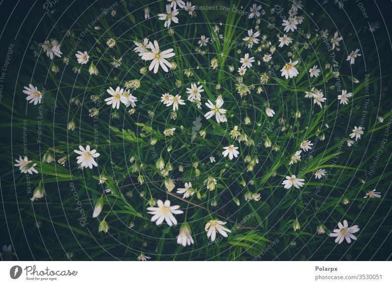 White anemone flowers seen from above white flower environment natural background blooming flower outdoors close-up wild meadow vegetation herbs marsh clearing