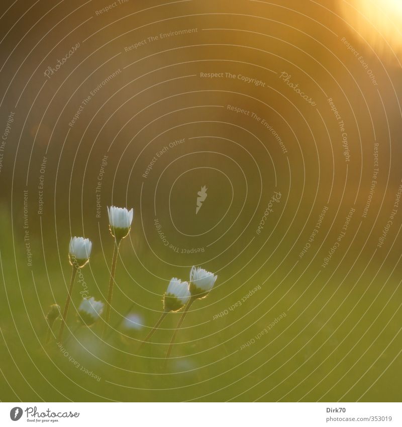 Summer evening with daisies Beautiful weather Warmth Plant Flower Grass Blossom Wild plant Daisy Meadow Garden Blossoming Illuminate Growth Simple Small Natural