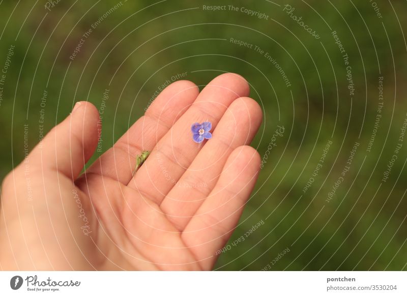 Purple speedwell blossom lies in one hand bleed flowers honorary prize by hand Beauty & Beauty Considerate Delicate Small purple Nature Plant spring green