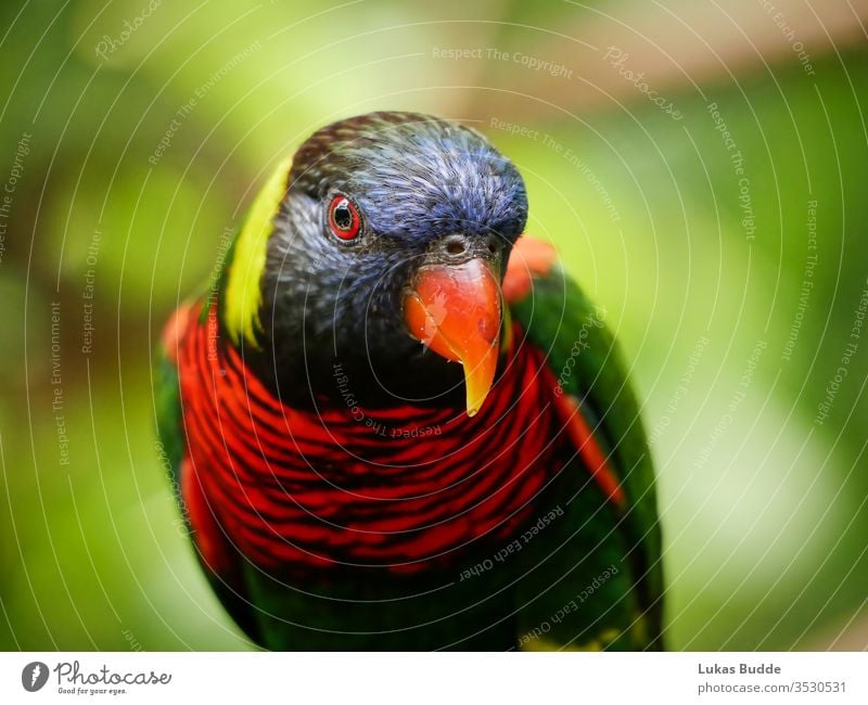 Closeup of a Colorful Lorikeet bird from Malaysia parrot lorikeet colorful rainbow animal beak green blue red nature tropical australia orange feather