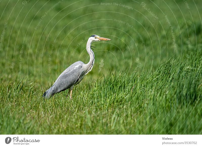 Grey heron on green meadow Heron herons Ardea cinerea birds telephoto fauna