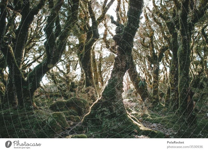 #AS# Fairytale Forest Enchanted forest tree Tree trunk huts green Nature New Zealand Fairy tale Fairytale landscape Fabulous Clearing Edge of the forest