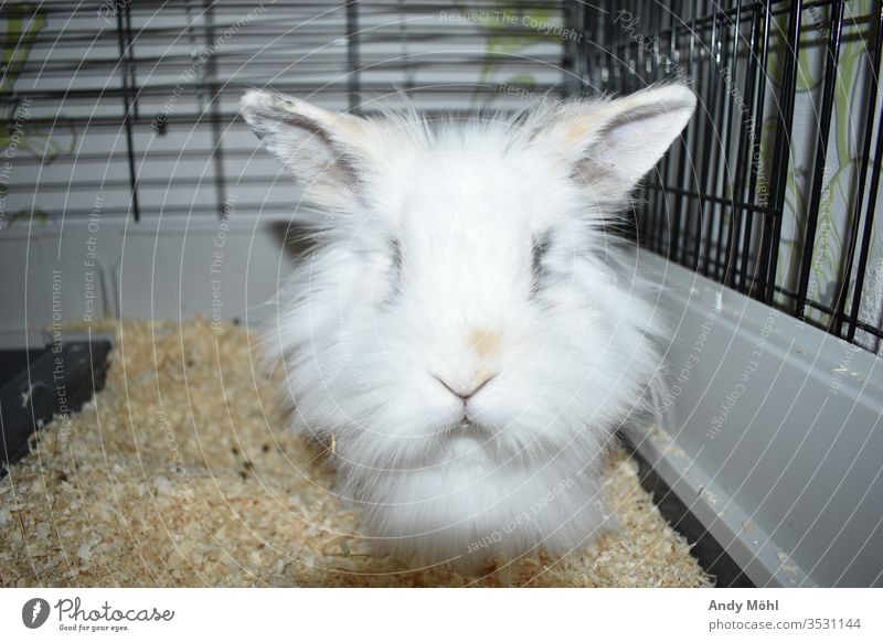 Cute bunny looks in the camera Hare & Rabbit & Bunny rabbit Animal portrait animal world Love of animals Pet Pelt Animal face Cuddly Easter Bunny