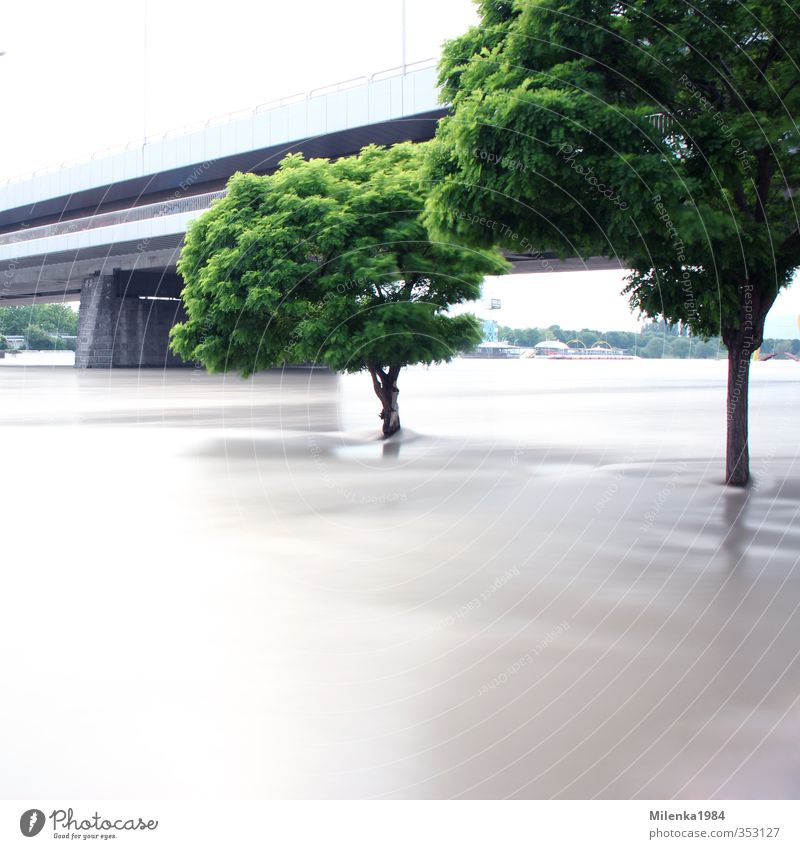 high water Environment Nature Landscape Plant Climate Climate change Weather Bad weather Storm Rain River bank Flood Danube Vienna relief channel Tree Bridge