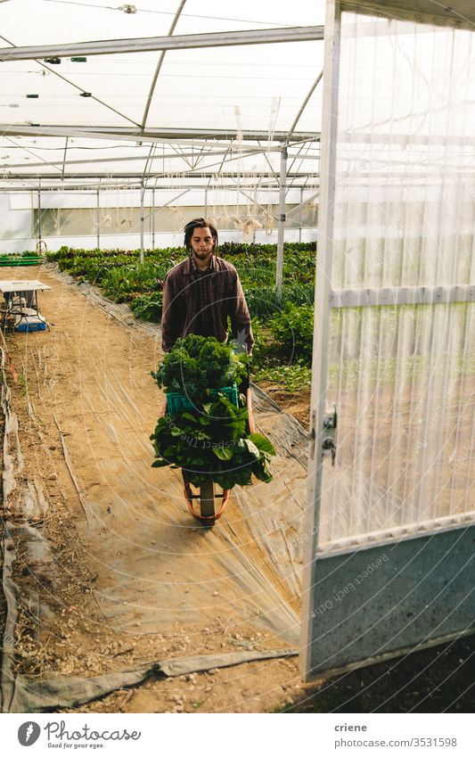 Male farm worker with vegetables in wheelbarrow greenhouse farming box crate sustainability produce fresh garden farmer nature harvest organic agriculture