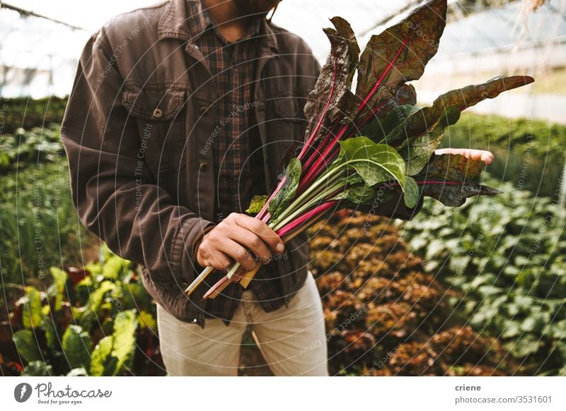 Close-up of hands with freshly picked organic chard in the greenhouse Mangold Participation Sustainability Produce Fresh Garden Farmer Nature Harvest Organic