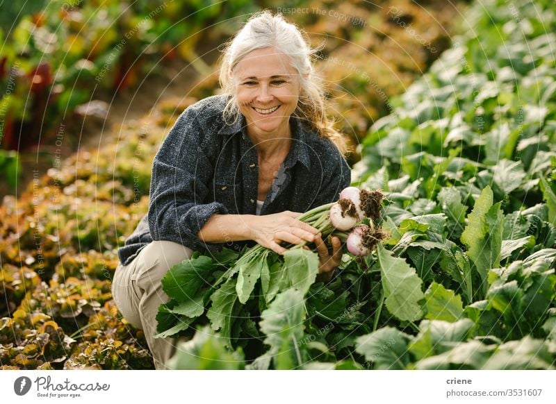 Smiling Senior woman working on field picking vegetables in greenhouse smile senior happy turnip sustainability produce fresh garden farmer nature harvest