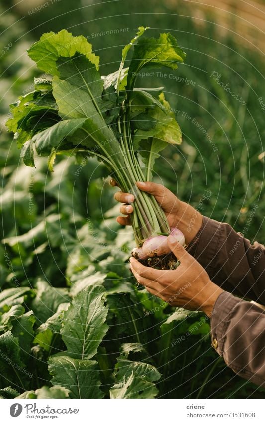 Close-up of hands holding freshly picked organic turnips sustainability produce garden farmer nature green harvest agriculture vegetable healthy food raw ripe