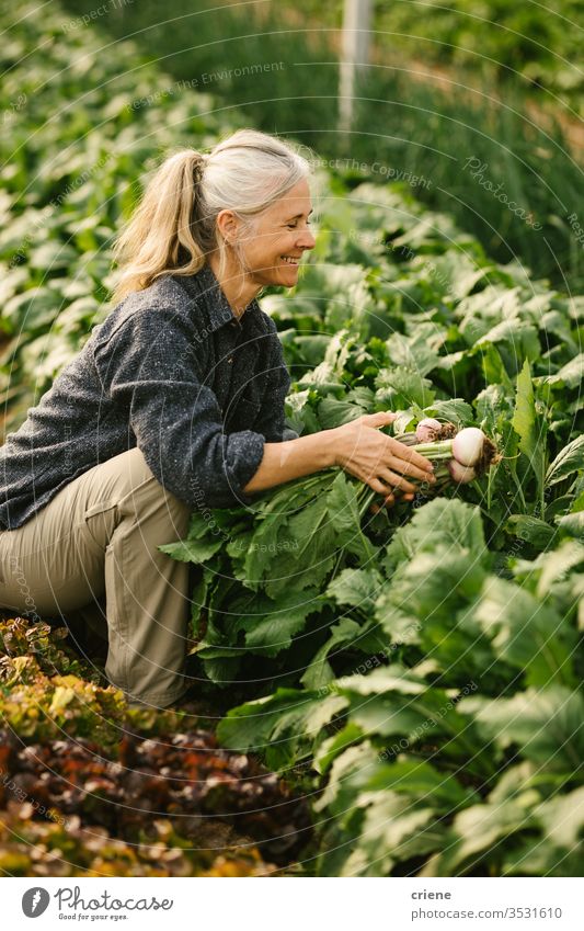 Senior farm worker picking organic turnips in greenhouse smile senior happy sustainability woman produce fresh garden farmer nature harvest agriculture